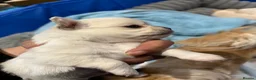 Chipoo dogs for sale: Chihuahua X toy poodle - Advert 6