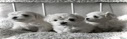 Maltese dogs for sale: Maltese puppies ready for new homes  - Advert 1