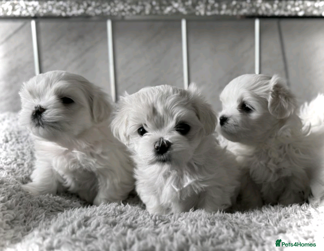 Maltese dogs for sale: Maltese puppies ready for new homes  - Advert 1