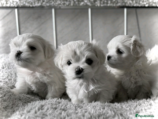 Maltese dogs Maltese puppies ready for new homes - Advert 1
