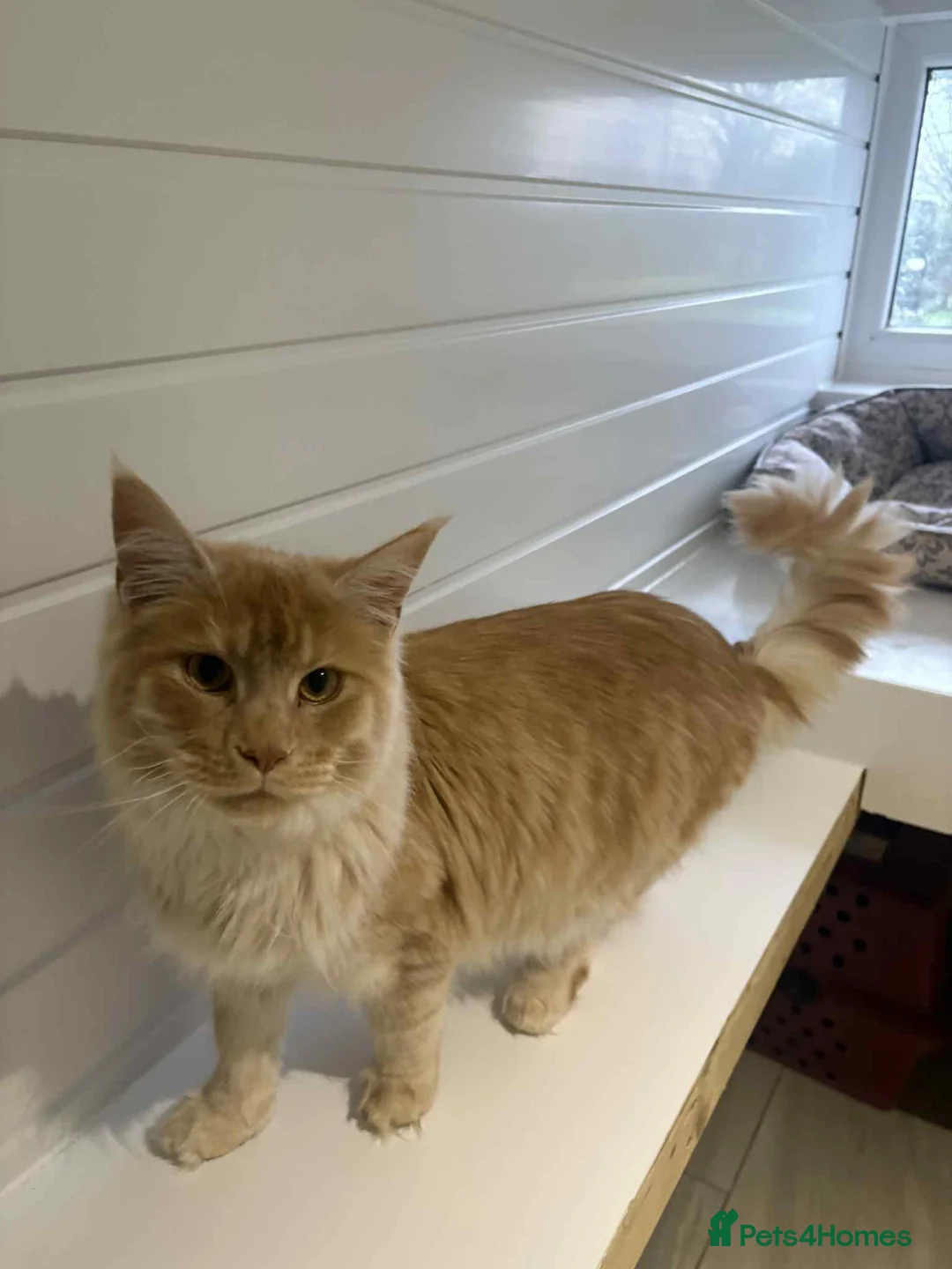 Maine Coon cats for sale: Maine Coon Brothers  - Advert 2