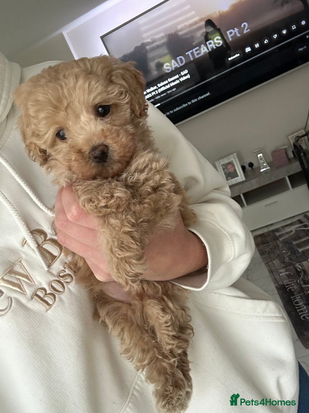 Toy Poodle dogs for sale: Adorable KC Toy Poodle Puppies ❤️🐾  - Image 7