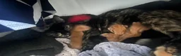 Mixed Breed cats for sale: Ginger, tortoise, black kittens  - Advert 2