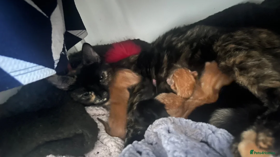 Mixed Breed cats for sale: Ginger, tortoise, black kittens  - Advert 2