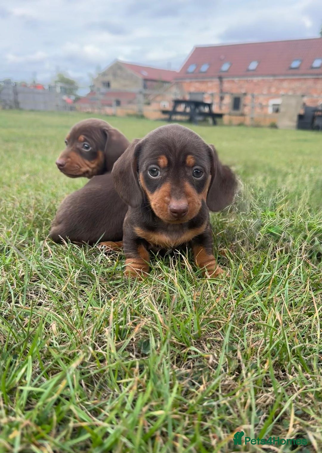 Miniature Dachshund dogs for sale: Adorable miniature dachshund puppies 💞💙 - Image 2
