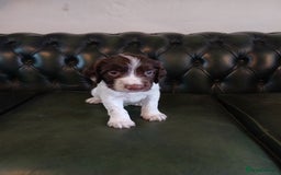 English Springer Spaniel dogs for sale: Kc Reg English Springer spaniel boys in Dorchester - Image 23