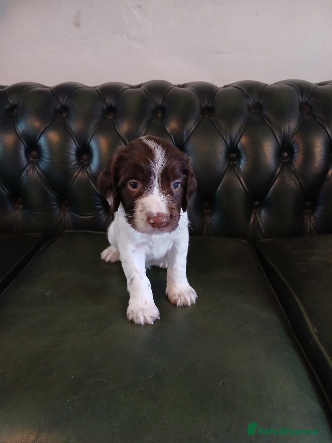 English Springer Spaniel dogs for sale: Kc Reg English Springer spaniel boys in Dorchester - Image 23