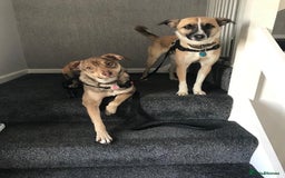 Mixed Breed dogs for sale: Hope & Mya  - Image 3