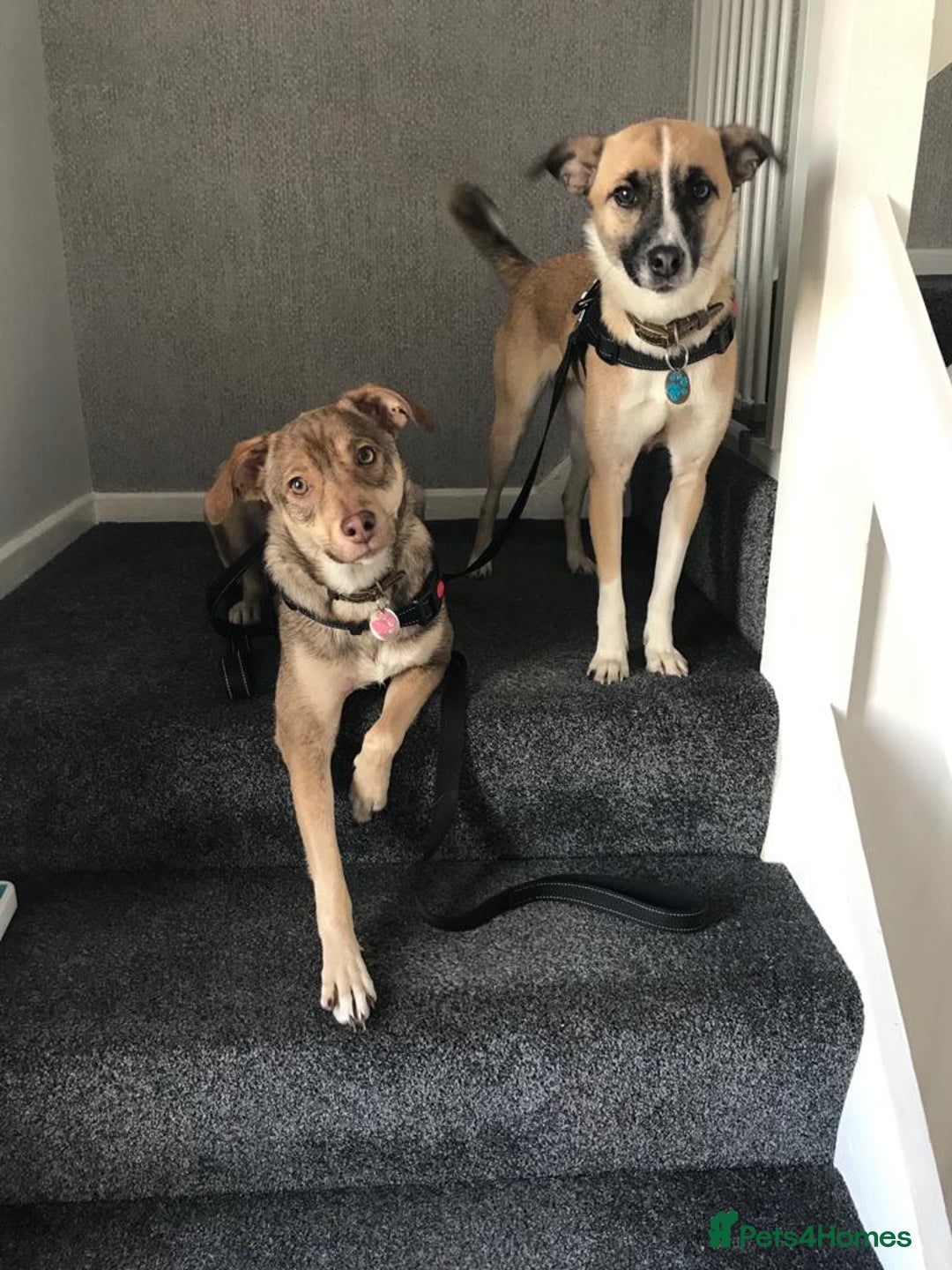 Mixed Breed dogs for sale: Hope & Mya  - Image 3