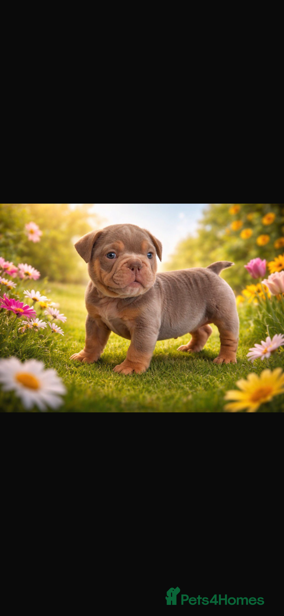 English Bulldog dogs English bulldog 10 weeks old puppy  - Advert 5