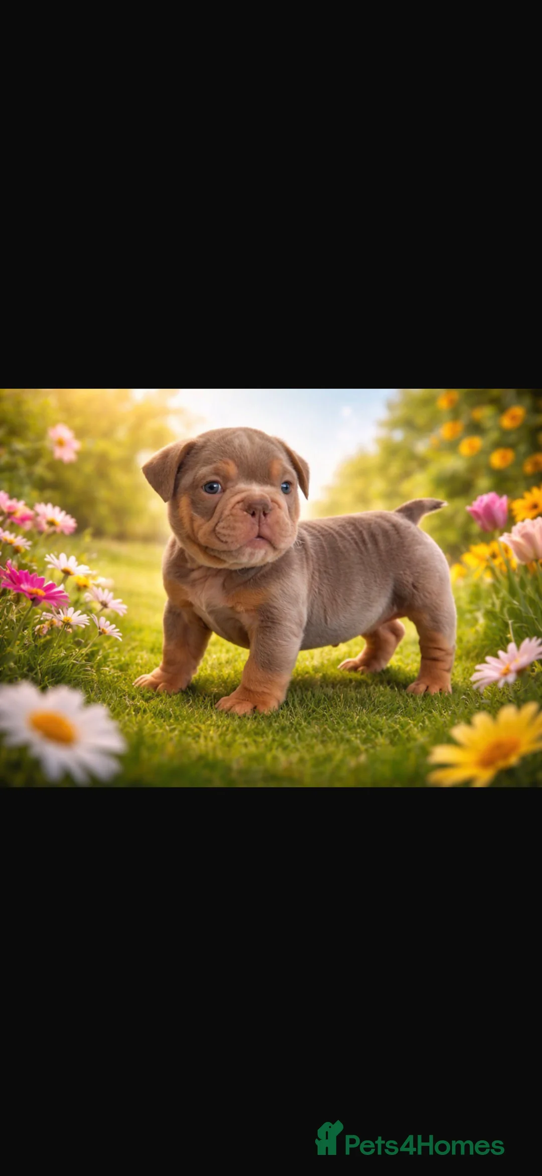 English Bulldog dogs for sale: English bulldog 10 weeks old puppy  - Advert 1
