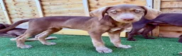 Mixed Breed dogs for sale: Waiting to Go -Stunning Husky Shepherd x Weim Boys - Advert 15