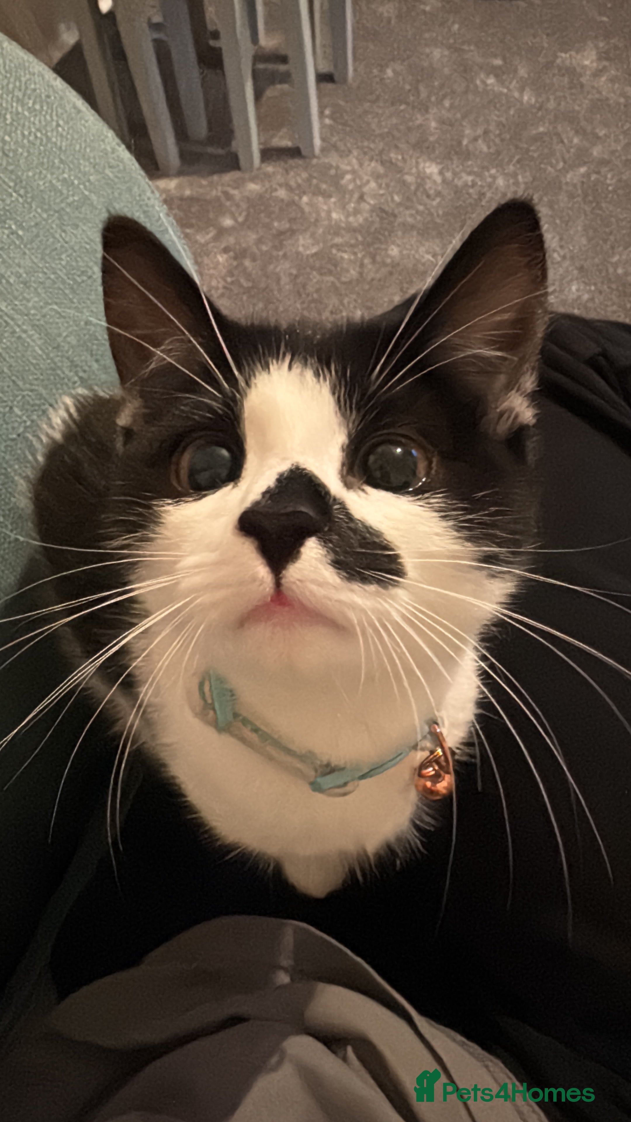 British Shorthair cats Baxter  - Advert 6