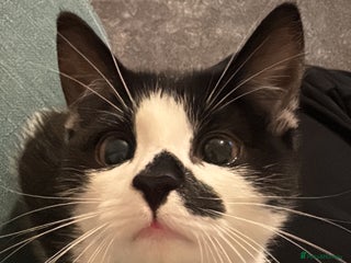 British Shorthair cats Baxter - Advert 1