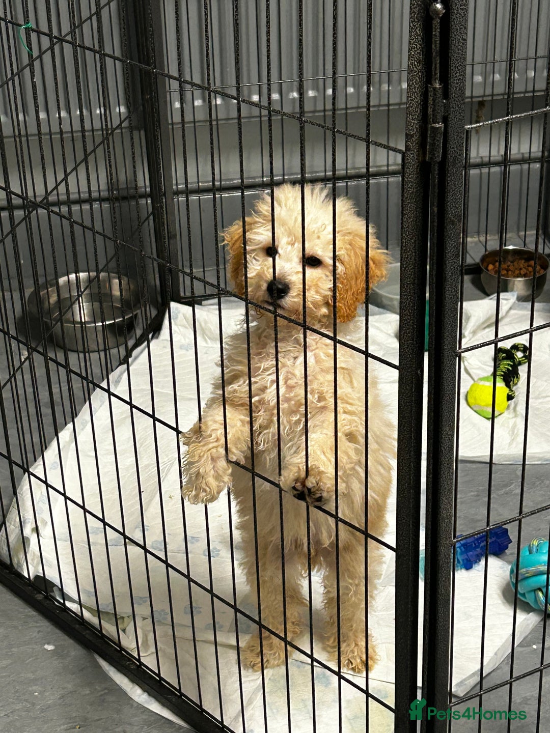 Miniature Poodle dogs for sale: Cream miniature poodle male pup - Advert 5