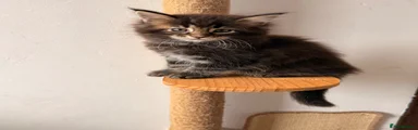 Maine Coon 4