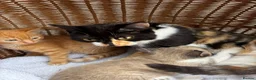 Mixed Breed cats for sale: Calico kittens  - Advert 6