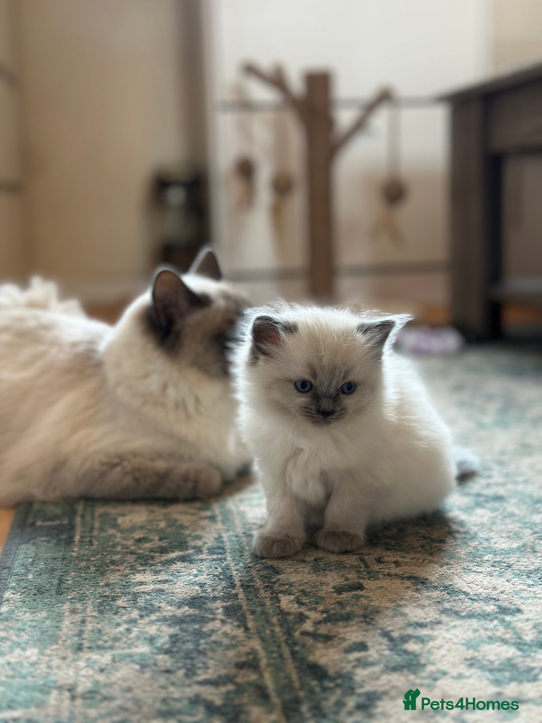 Ragdoll cats for sale: Exceptional Quality Ragdoll Kittens  - Image 16