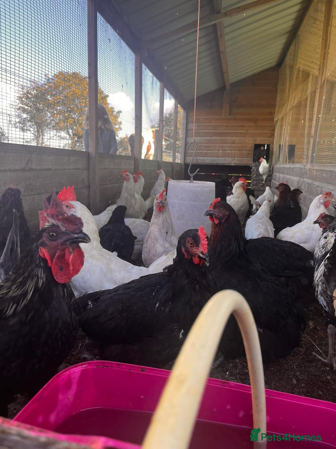 Chickens poultry for sale: White and black rescue hens ready for rehome - Image 4
