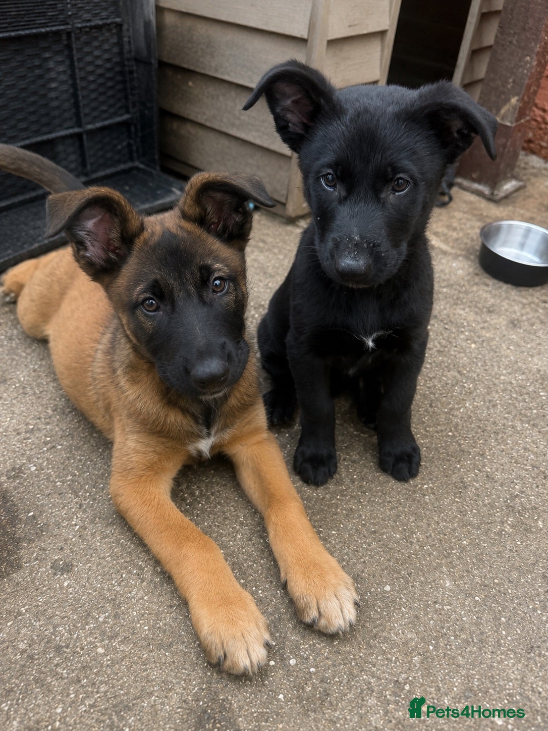 Belgian Shepherd Dog dogs 2 Belgian malinios puppies left - Advert 9