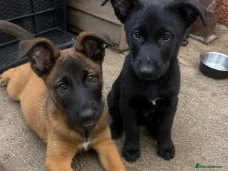 Belgian Shepherd Dog dogs 2 Belgian malinios puppies left - Advert 9
