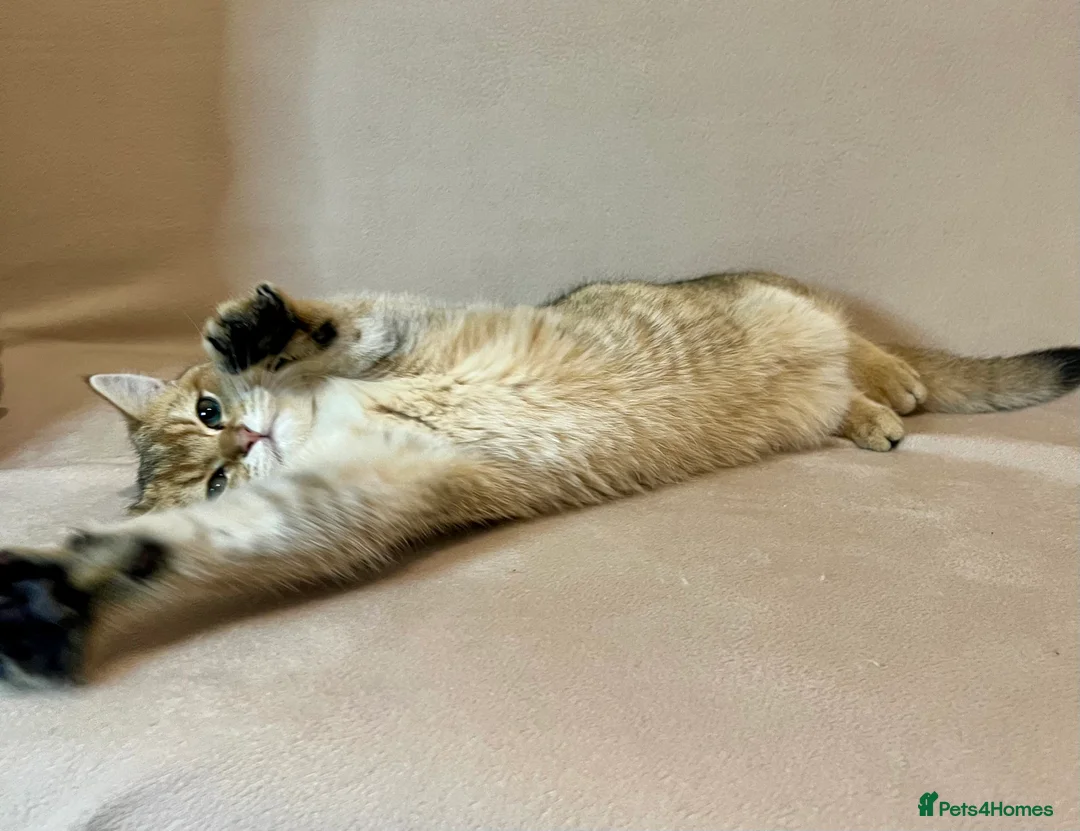 British Shorthair cats for sale: 🐾 Purebred BSH Golden kitten 🐾  - Advert 13