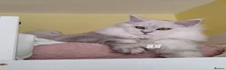 Maine Coon cats for sale: Gorgous maine coon polidactyl girl ❤️ - Advert 8