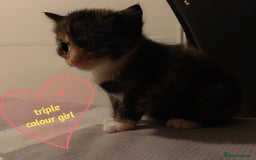 Mixed Breed cats for sale: 6 Gorgeous Kittens Looking for Forever Homes  - Image 26