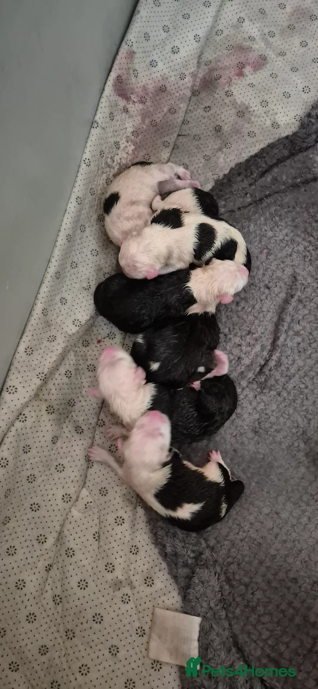 Old English Sheepdog dogs for sale: Old English Sheepdog Puppies  - Advert 2