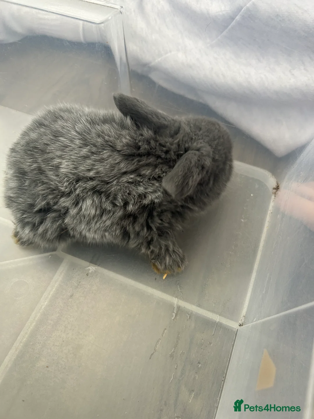 Mini Lop rabbits for sale: Mini Lop Babies - Advert 15