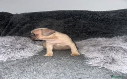 Mixed Breed dogs for sale: Rare breed French Bulldog x English bulldog   - Image 12