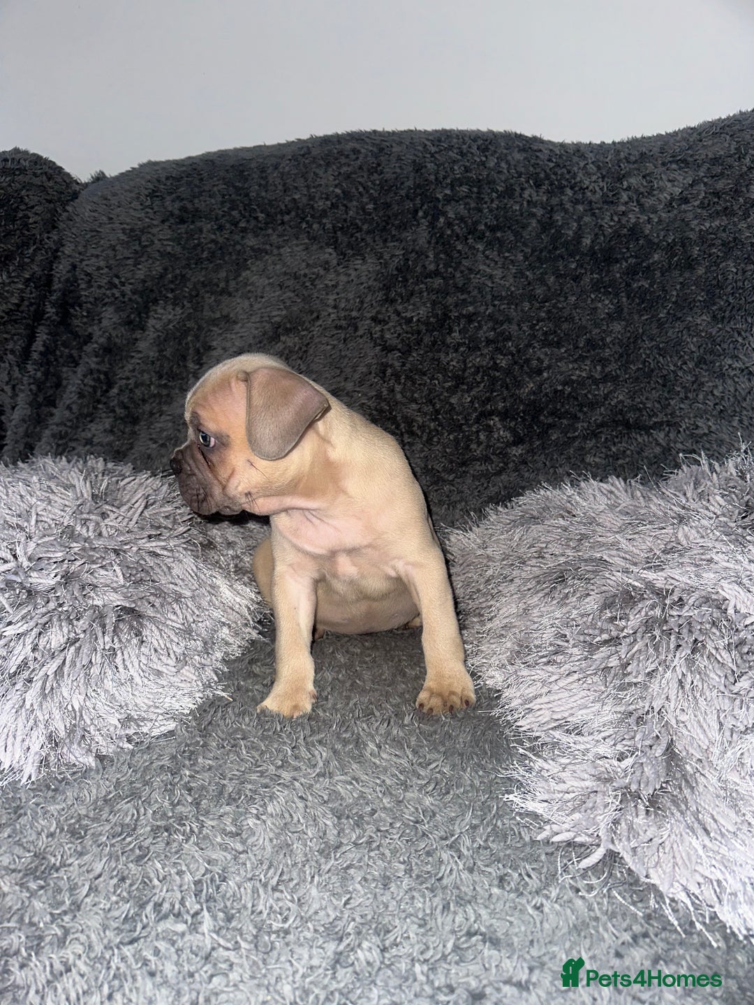 Mixed Breed dogs for sale: Rare breed French Bulldog x English bulldog   - Image 12