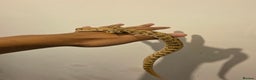 Snake reptiles for sale: CB22 Male Conda Het Albino Hognose  - Advert 1