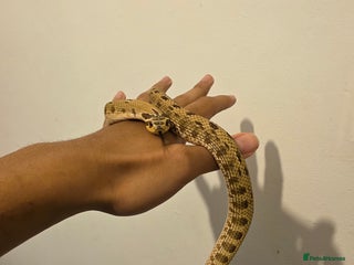 Snake reptiles CB22 Male Conda Het Albino Hognose - Advert 5