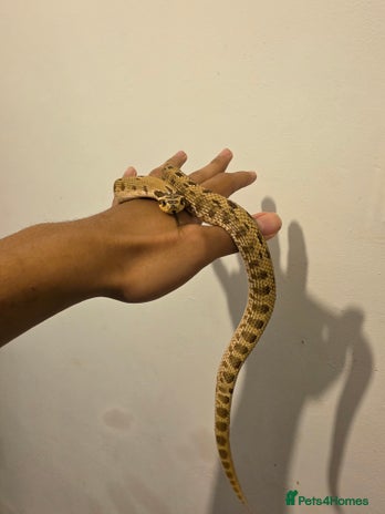 Snake reptiles CB22 Male Conda Het Albino Hognose - Advert 2