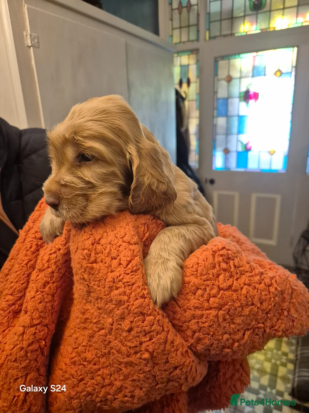 Cocker Spaniel dogs for sale: show type cocker spaniel - Advert 1