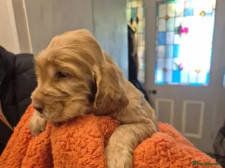 Cocker Spaniel dogs for sale: show type cocker spaniel - Advert 2