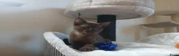 Burmese cats for sale: Stunning Brown Burmese Kittens. GCCF Reg.  - Advert 3