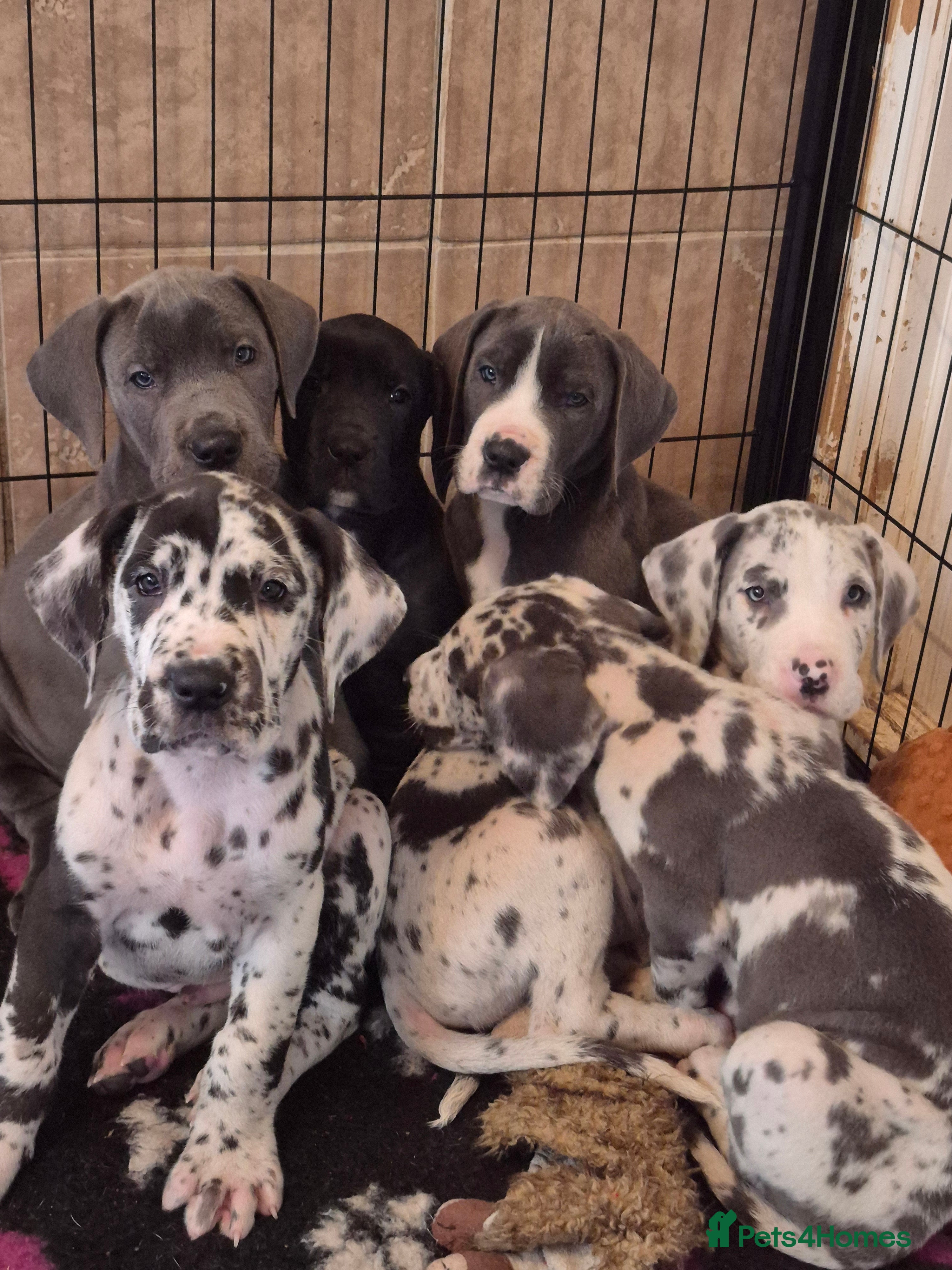 Great Dane dogs READY TO GO! Pedigree Great Dane babies  - Advert 3