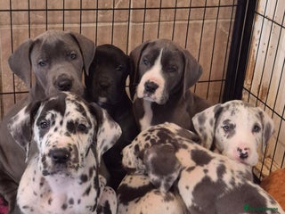 Great Dane dogs READY TO GO! Pedigree Great Dane babies - Advert 11