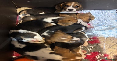 Beagle dogs KC Beagle Puppies ready now  - Advert 16