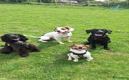 Jack Russell dogs for sale: Male Jack Russell for sale in Bingley - Image 6