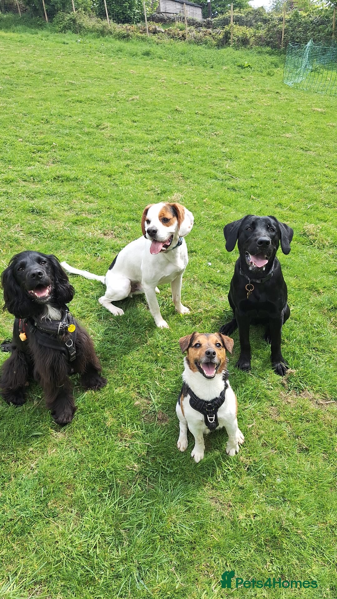 Jack Russell dogs for sale: Male Jack Russell for sale in Bingley - Image 6