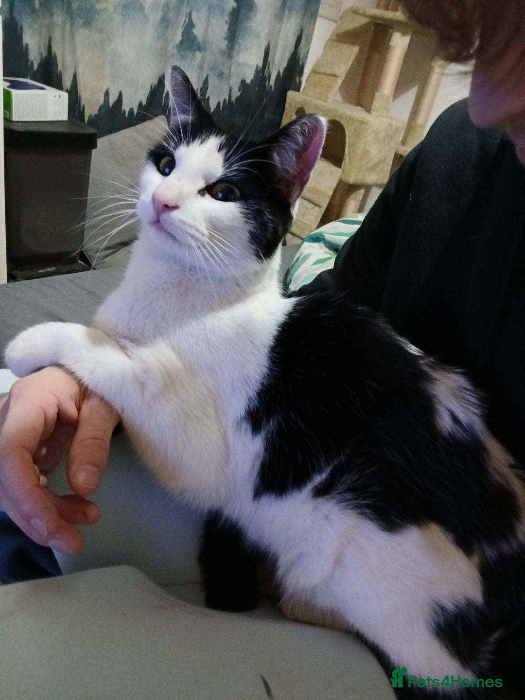 Mixed Breed cats for sale: 2 year old female cat  - Advert 1