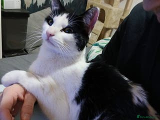 Mixed Breed cats 2 year old female cat - Advert 2