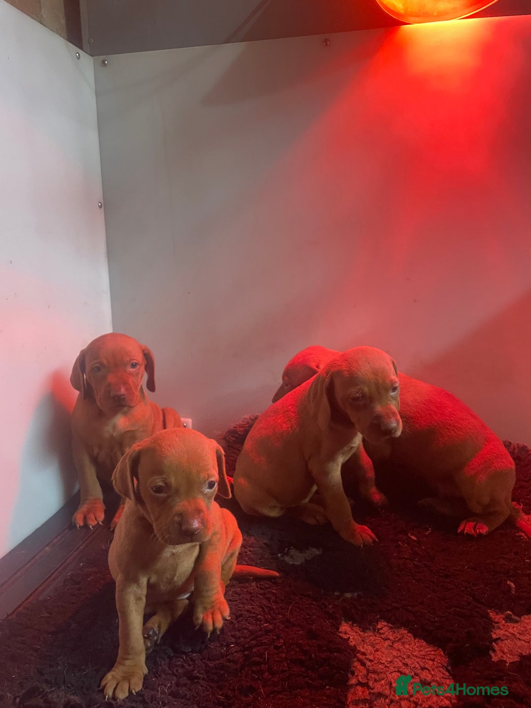 Hungarian Vizsla dogs for sale: 1 male KC registered Hungarian Vizla for sale  - Advert 2