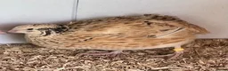 Quail poultry for sale: XL Giant Italian Coturnix Quail Hatching Eggs - Advert 7