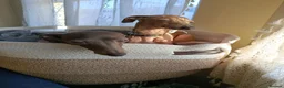 Italian Greyhound dogs for stud: 🐕Italian Greyhound stud dog available ✨ - Advert 3