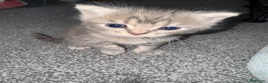 Light grey British Shorthair Kitten 