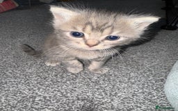 Brazilian Shorthair cats for sale: British shorthairs kittens - Image 14